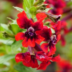 Cuphea HEATBEAT Vulcano - Cufea