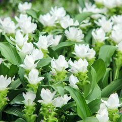Curcuma alismatifolia White - Tulipán de Siam