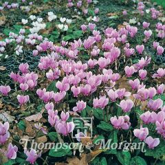 Cyclamen All The Year Round Flowering Mixed