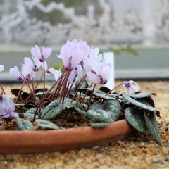 Cyclamen cilicium