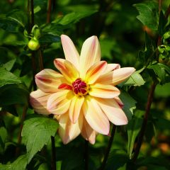 Dalia Happy Butterfly