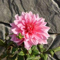 Dalia decorativa Otto s Thrill