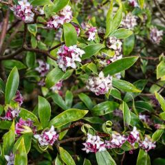 Daphne Perfume Princess