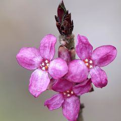 Daphne mezereum var. rubra - Laureola hembra