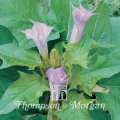 Datura meteloides La Fleur Lilac
