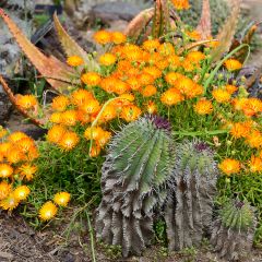 Delosperma Wheels of Wonder Orange - Alfombra rosa
