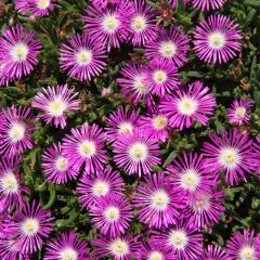 Delosperma floribundum Stardust