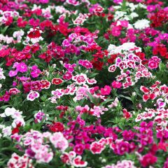 Clavel del poeta Indian Carpet Mixed - Dianthus barbatus