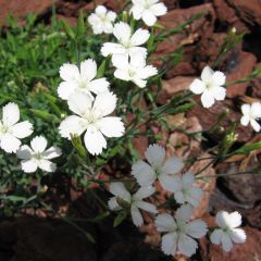 Clavellina - Dianthus deltoides Albiflorus