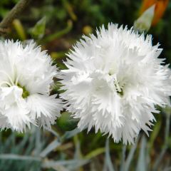 Clavel coronado Haytor White - Dianthus plumarius