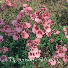 Diascia Rose Queen