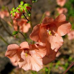 Diascia Blackthorn Apricot