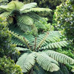 Dicksonia squarrosa - Helecho arborescente
