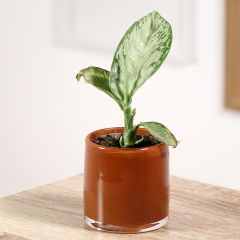 Dieffenbachia Tropic Snow