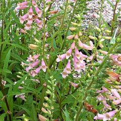 Digitalis Glory of Roundway - Digital