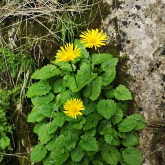 Doronicum plantagineum Excelsum