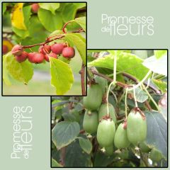 Dúo Mini kiwi 'Ken's Red' (hembra) + 'Issai' (polinizador)