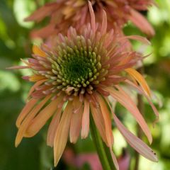 Echinacea purpurea Cranberry Cupcake