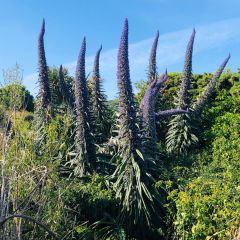 Echium pininana - Tajinaste azul (semillas)