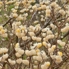 Edgeworthia chrysantha Nanjing Gold - Arbusto del papel