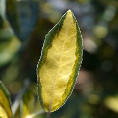 Elaeagnus ebbingei Limelight