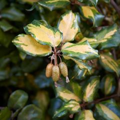 Elaeagnus pungens Maculata