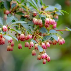 Enkianthus campanulatus - Enquianto