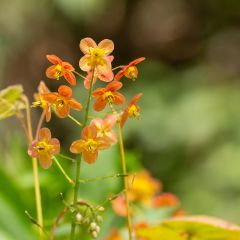 Epimedium warleyense