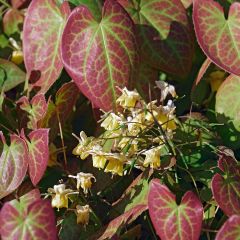 Epimedium versicolor Sulphureum