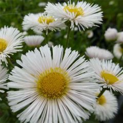 Erigeron Professor Korodi - Margarita