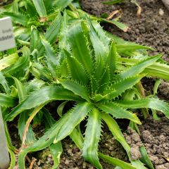 Eryngium agavifolium - Cardo de hoja de agave