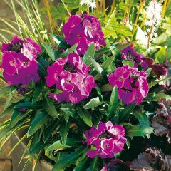 Erysimum Winter Joy improved - Alhelí