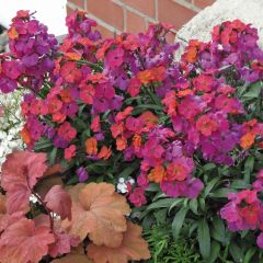 Erysimum Winter Orchid - Alhelí