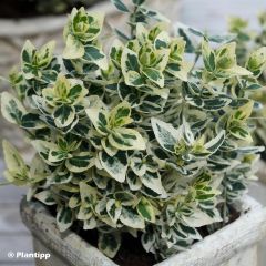 Huso de la fortuna Dan's Delight- Euonymus fortunei