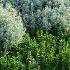 Evónimo Benkomasaki - Euonymus japonicus