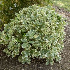 Evónimo Bravo - Euonymus japonicus