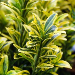 Evónimo Microphyllus Aureovariegatus - Euonymus japonicus