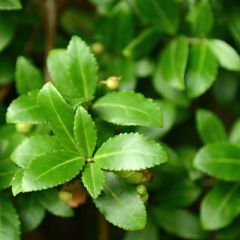 Evónimo Microphyllus - Euonymus japonicus