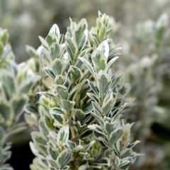 Evónimo White Spire - Euonymus japonicus