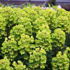 Euphorbia martinii Baby Charm - Lechetrezna