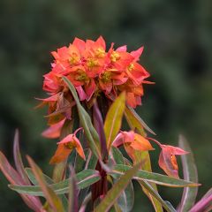 Euphorbia griffithii Fireglow - Lechetrezna de Griffith