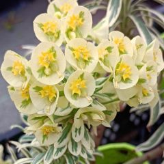 Euforbio mediterráneo Tasmanian tiger - Euphorbia characias