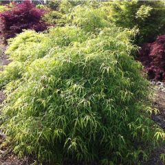 Haya común Mercedes - Fagus sylvatica