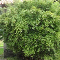 Fargesia murielae Dino - Bambú no invasivo