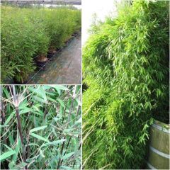 Fargesia nitida Black Pearl - Bambú no invasivo