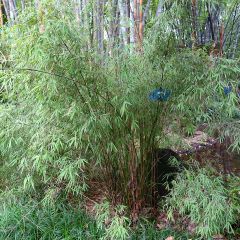 Fargesia angustissima - Bambú no invasivo