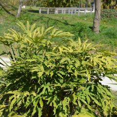 Fatsia polycarpa Green Fingers - Aralia de muchos frutos