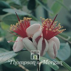 Feijoa - Feijoa sellowiana