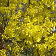 Forsythia intermedia Nimbus