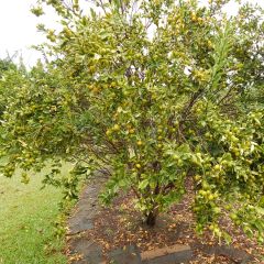 Naranjo enano japonés Marumi